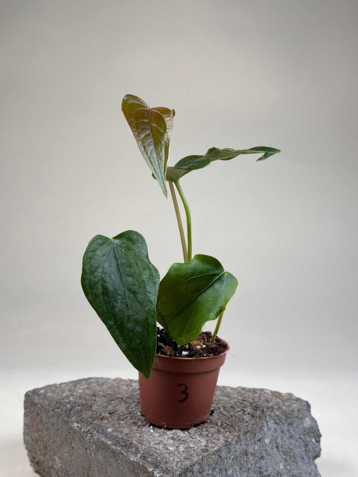 Anthurium 'Queen Of Hearts'