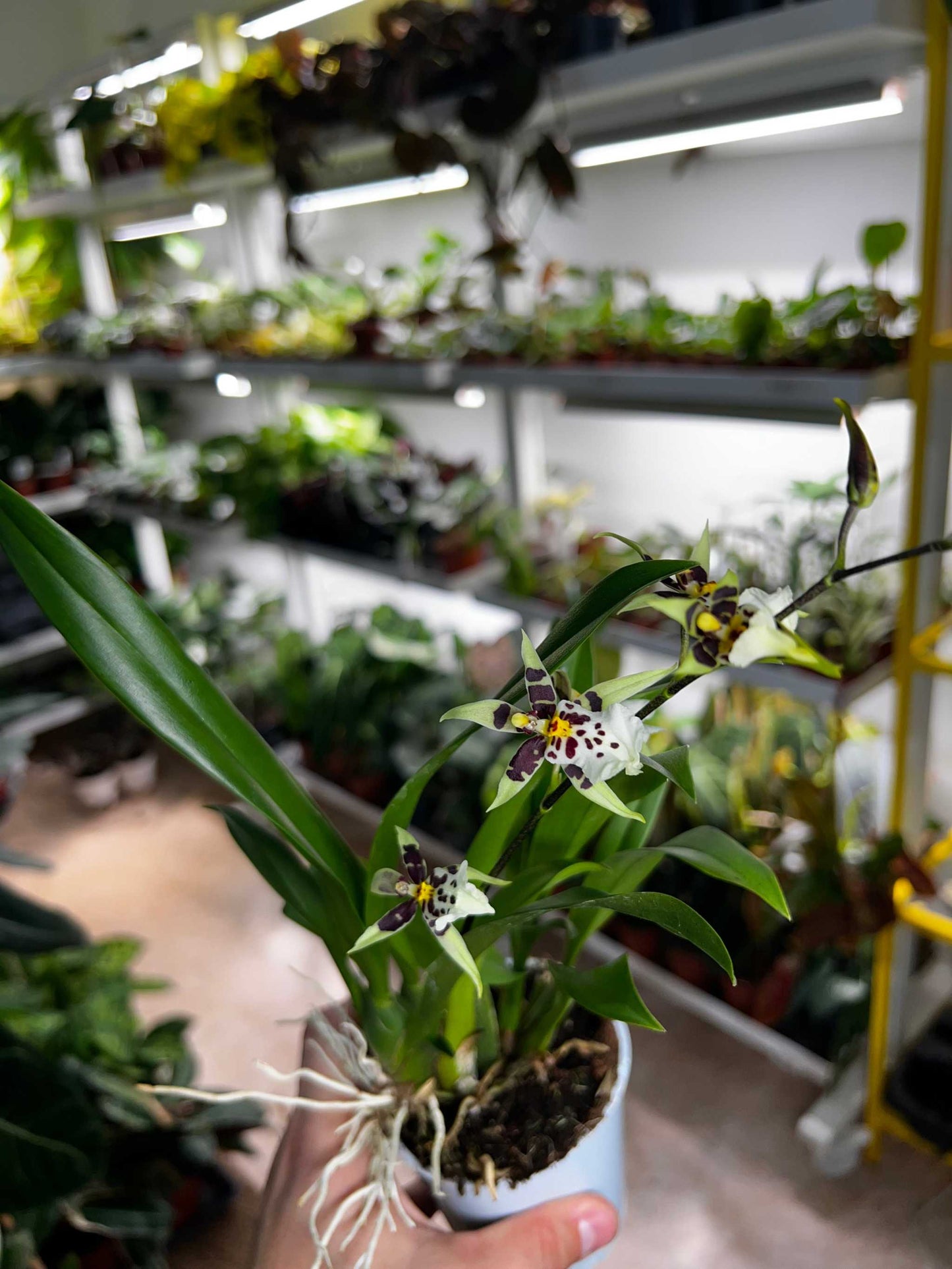 Oncidium Orchidee