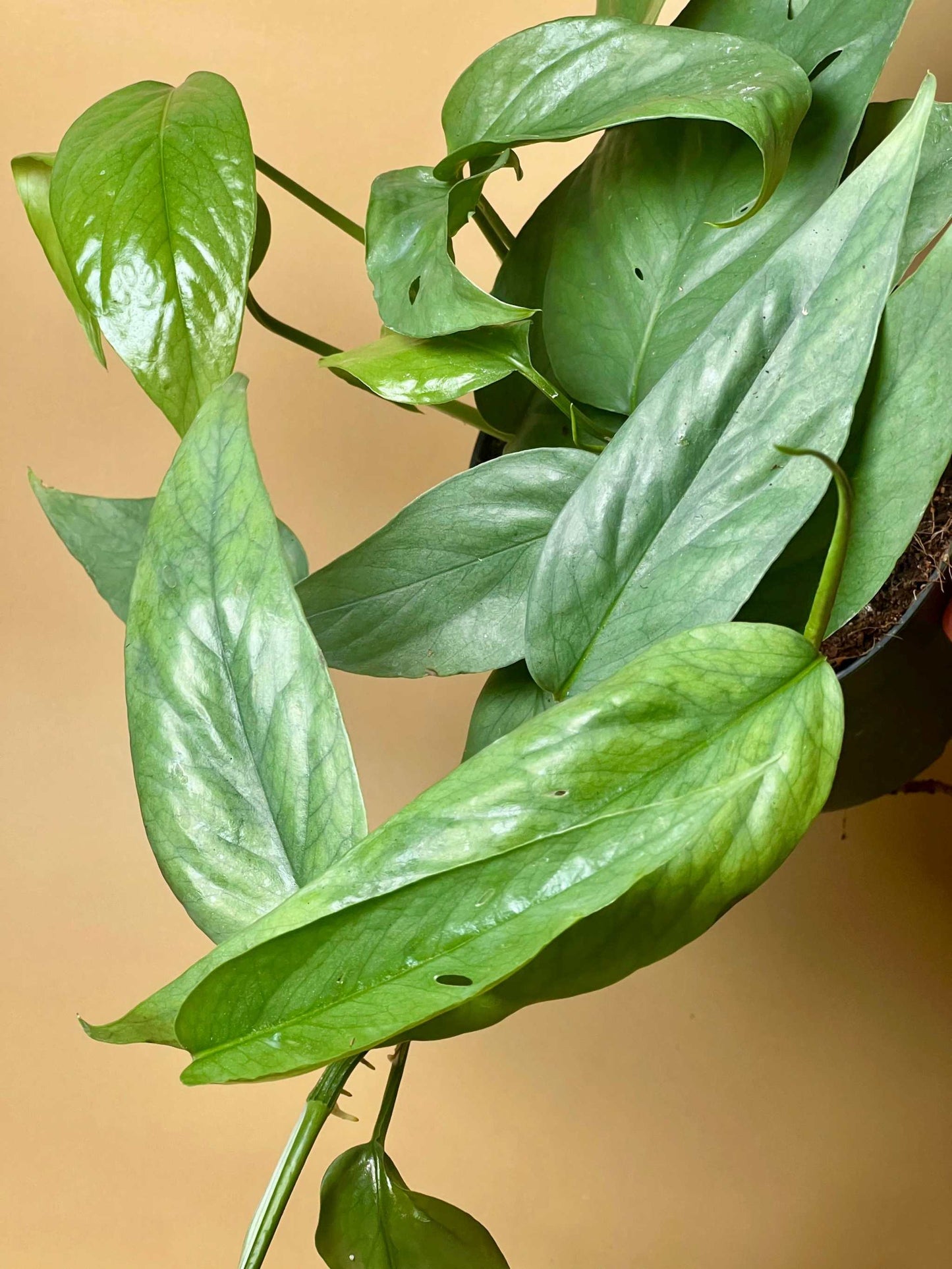 Epipremnum pinnatum 'cebu blue'