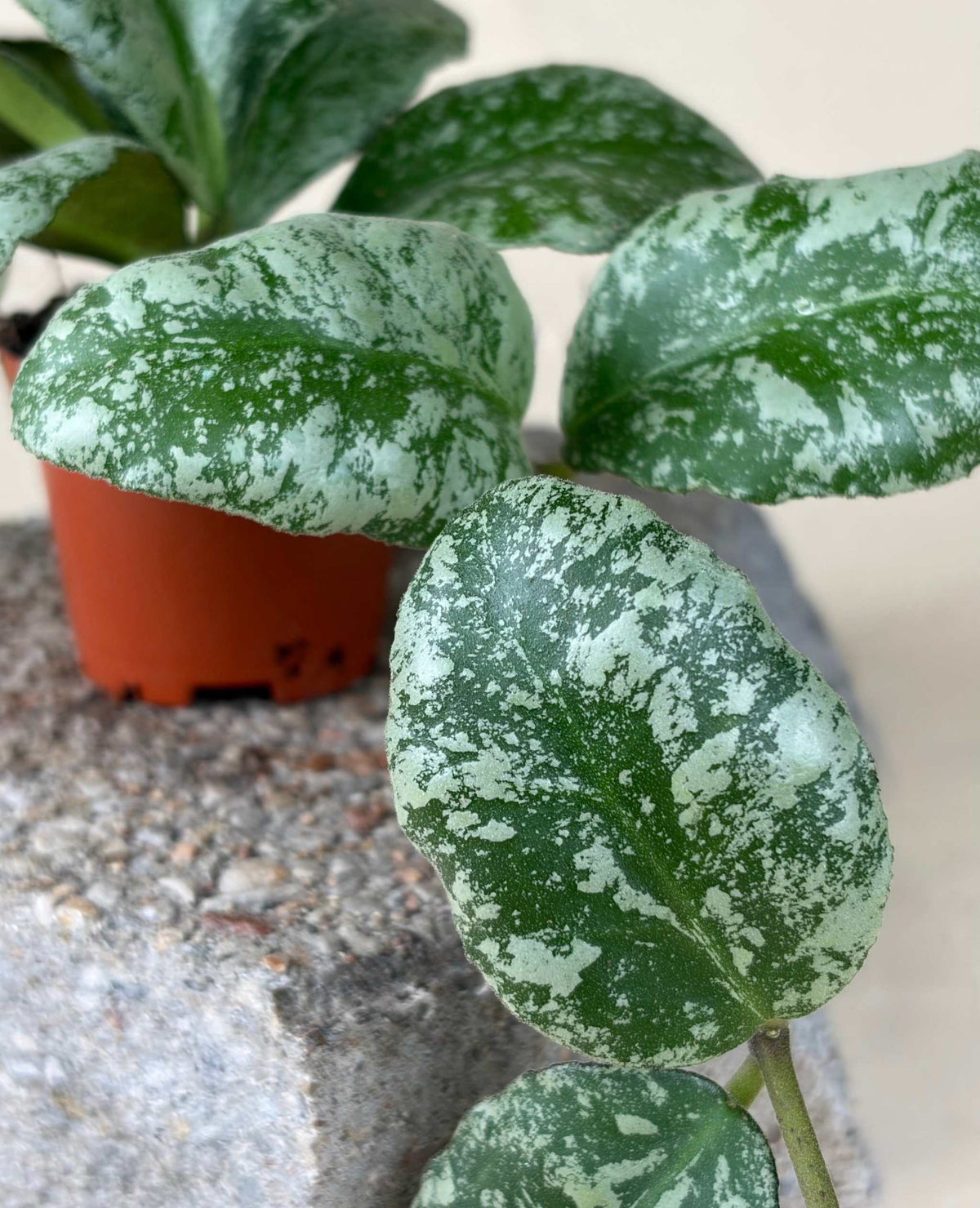 Hoya waymaniae 'kapuas'