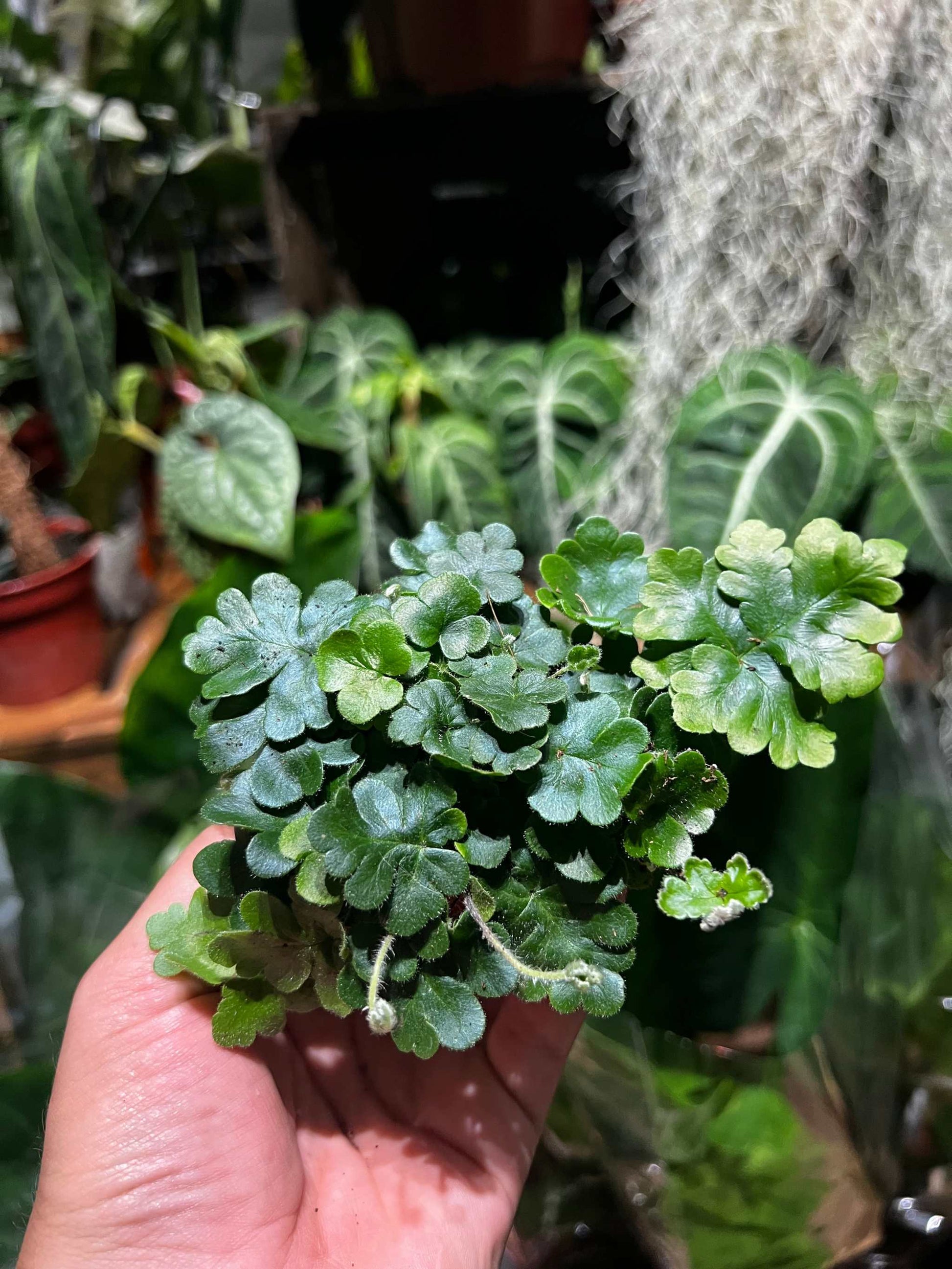 Doryopteris cordifolia 'antenna fern'
