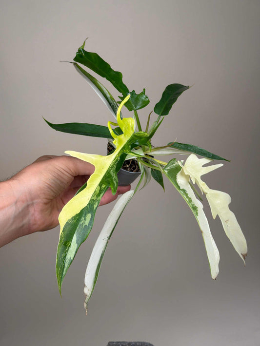 Philodendron tortum x florida beauty