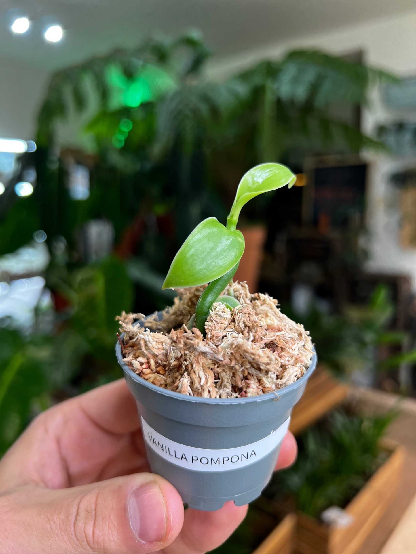 Vanilla pompona | Westindische Vanille