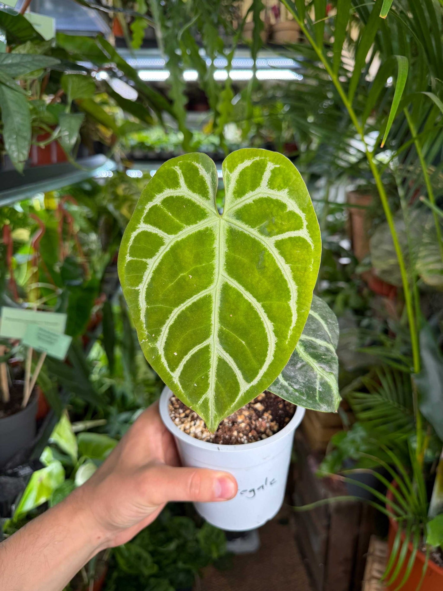 Anthurium regale