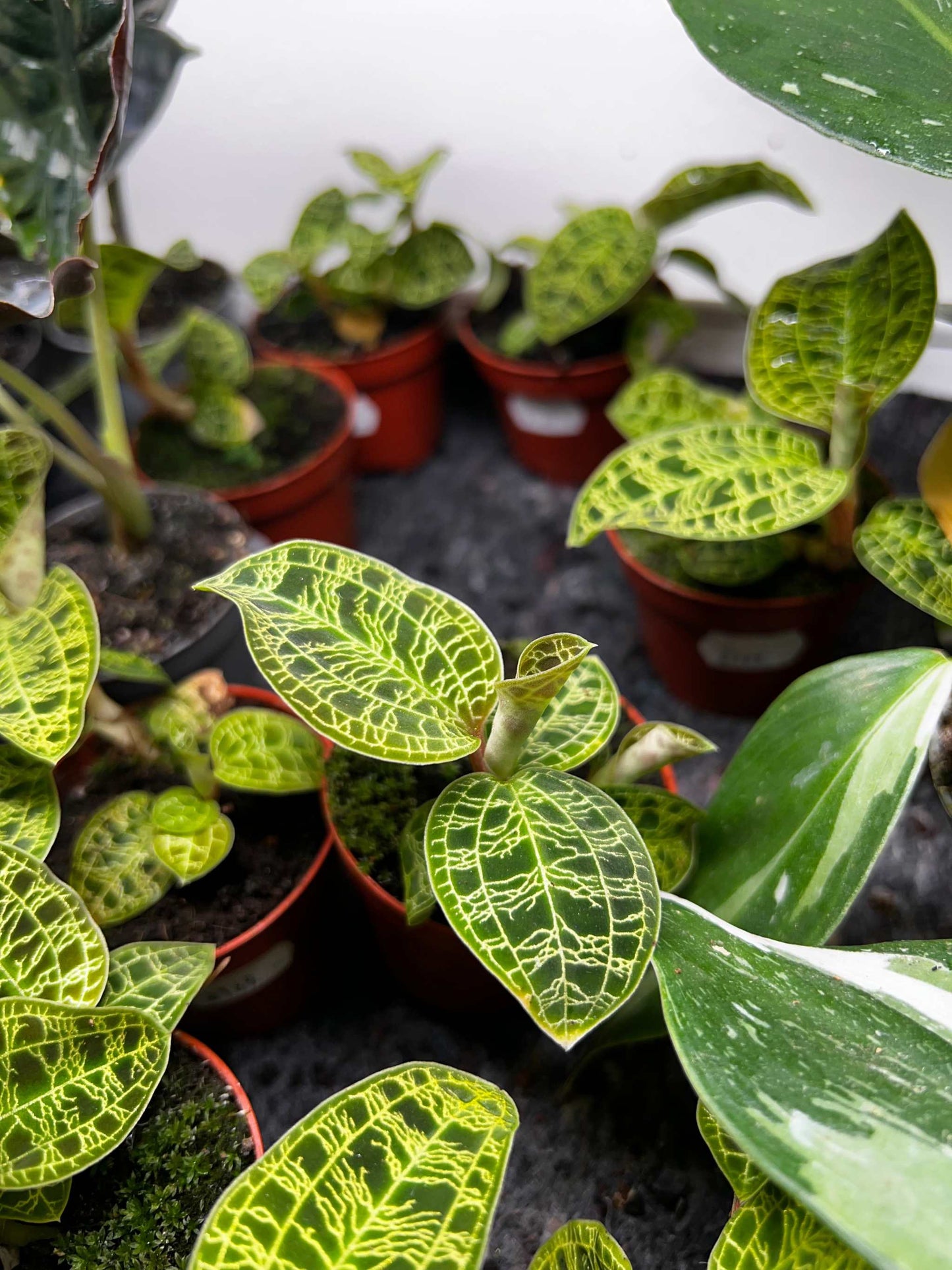 Macodes petola 'juvelorkidé'