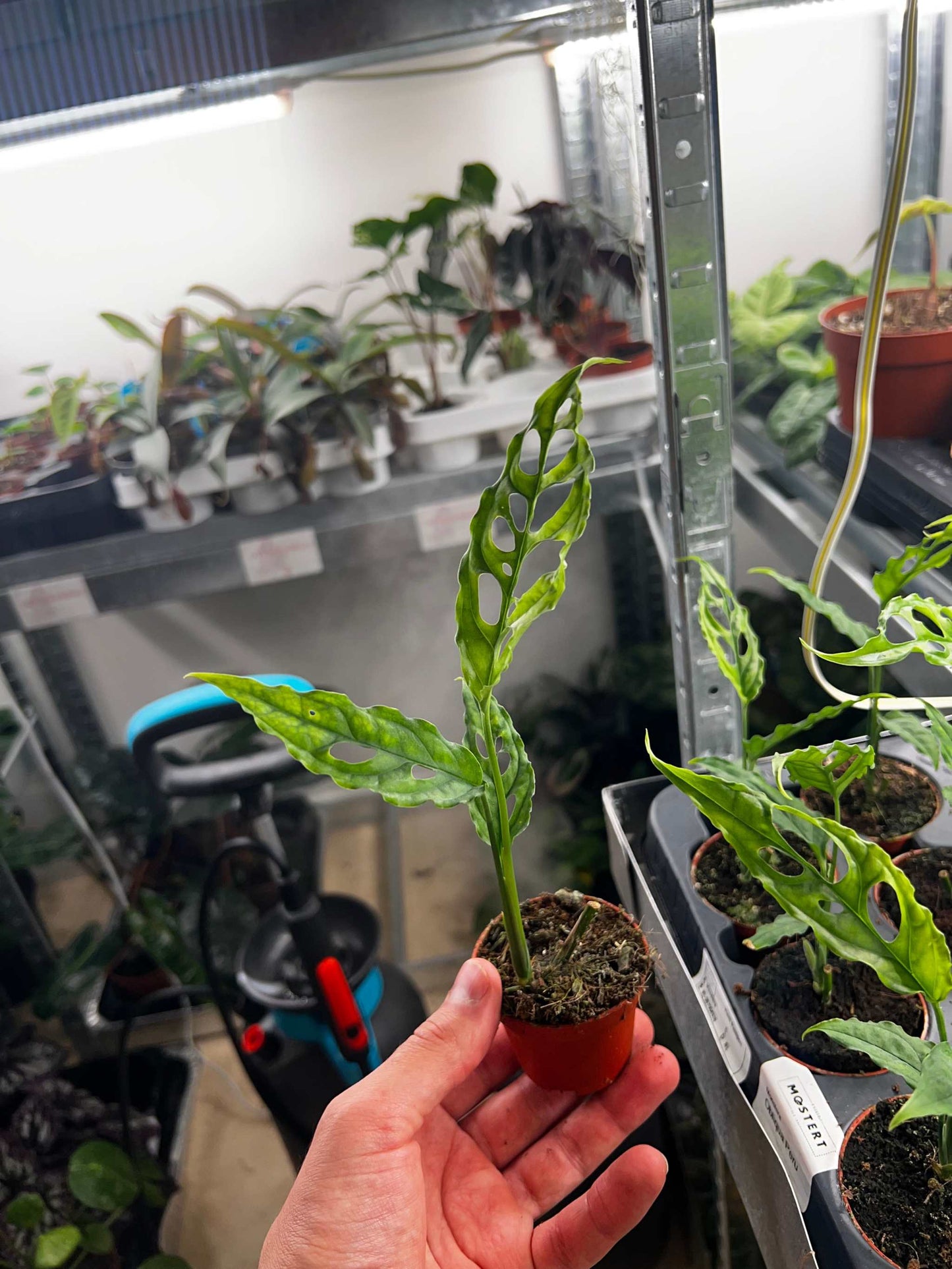 Monstera obliqua 'Peru'