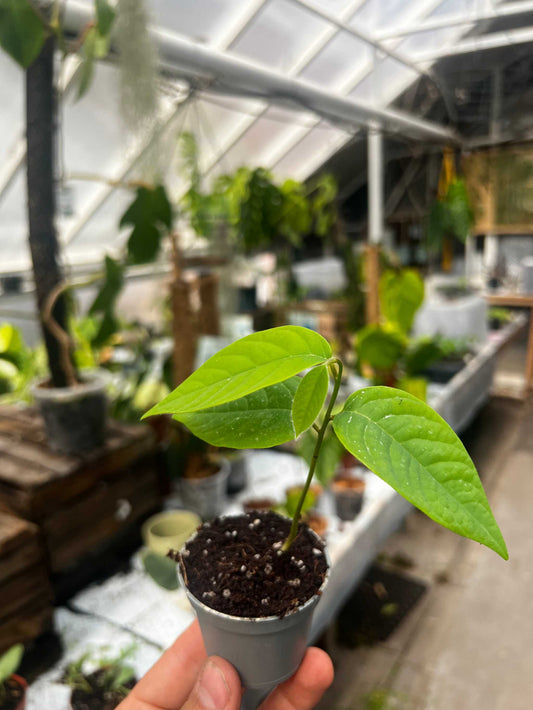 Kirimoja | Cherimoya-Baum | Annona Cherimola