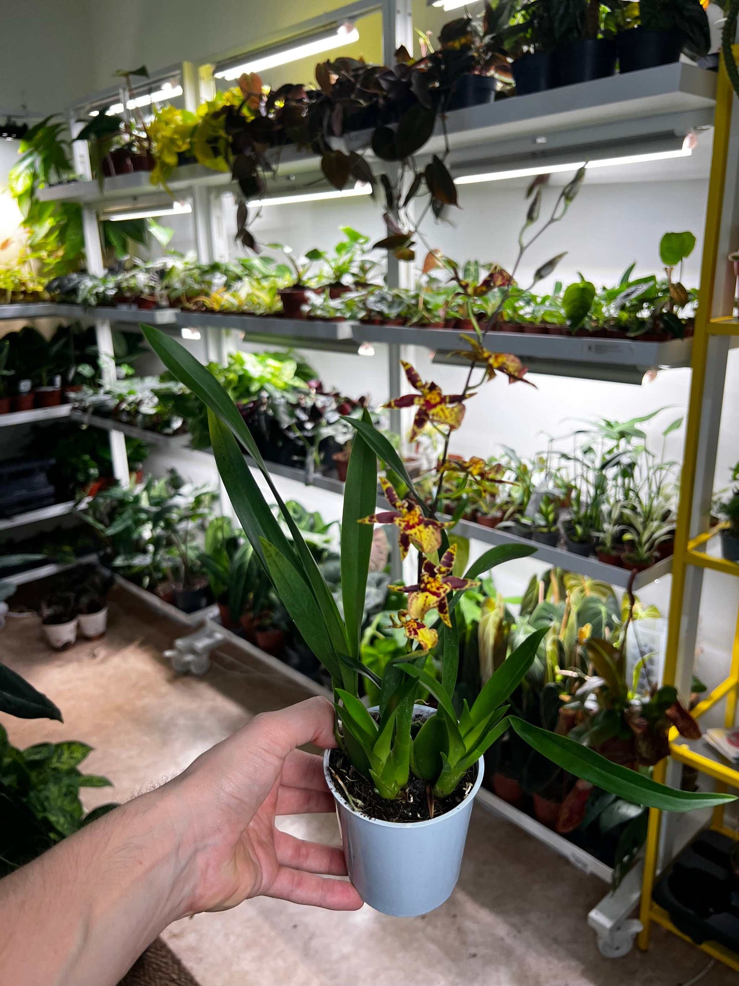 Oncidium Orchidee