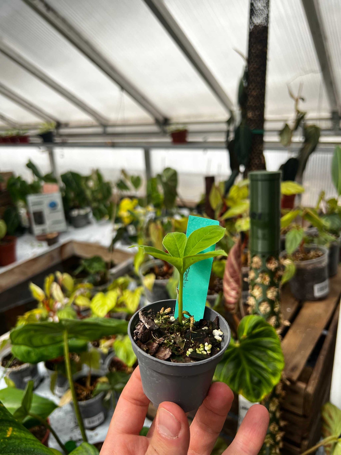 Amorphophallus paeoniifolius | Knölkalla