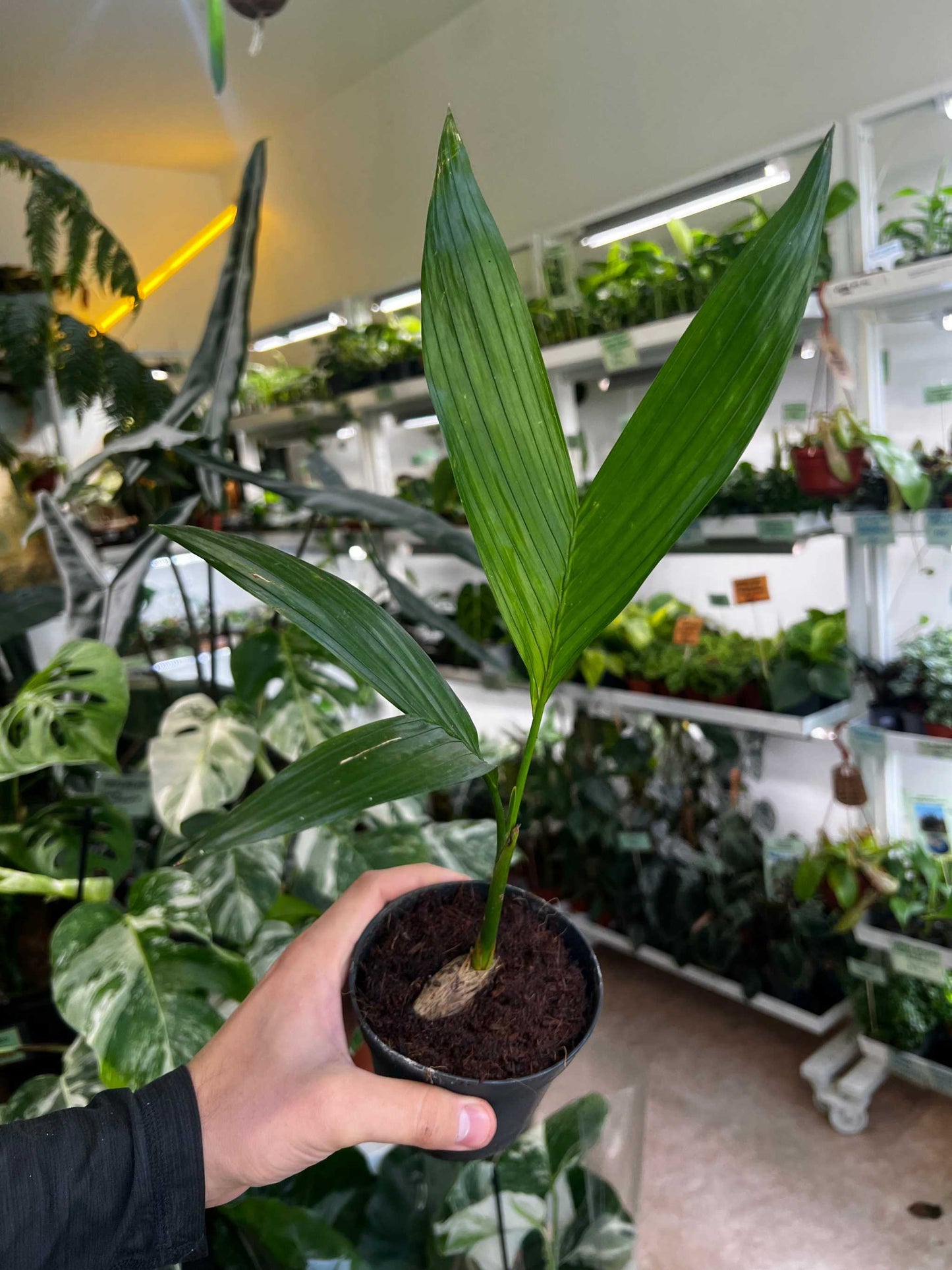 Areca catechu | Betelpalm
