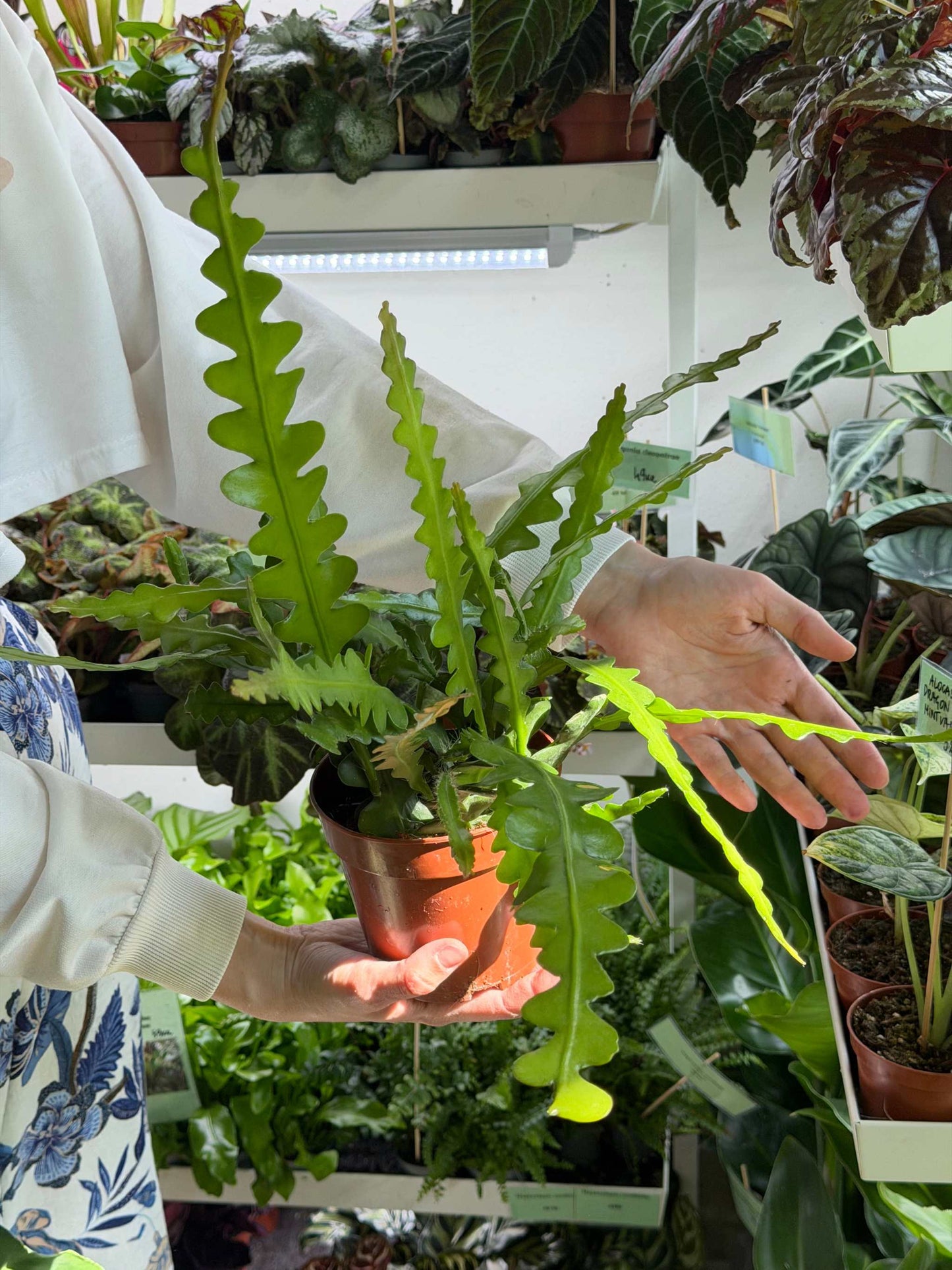 Epiphyllum anguliger | Flikig bladkaktus