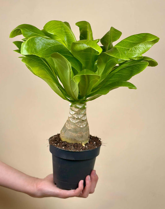Brighamia insignis | Hawaiian palm
