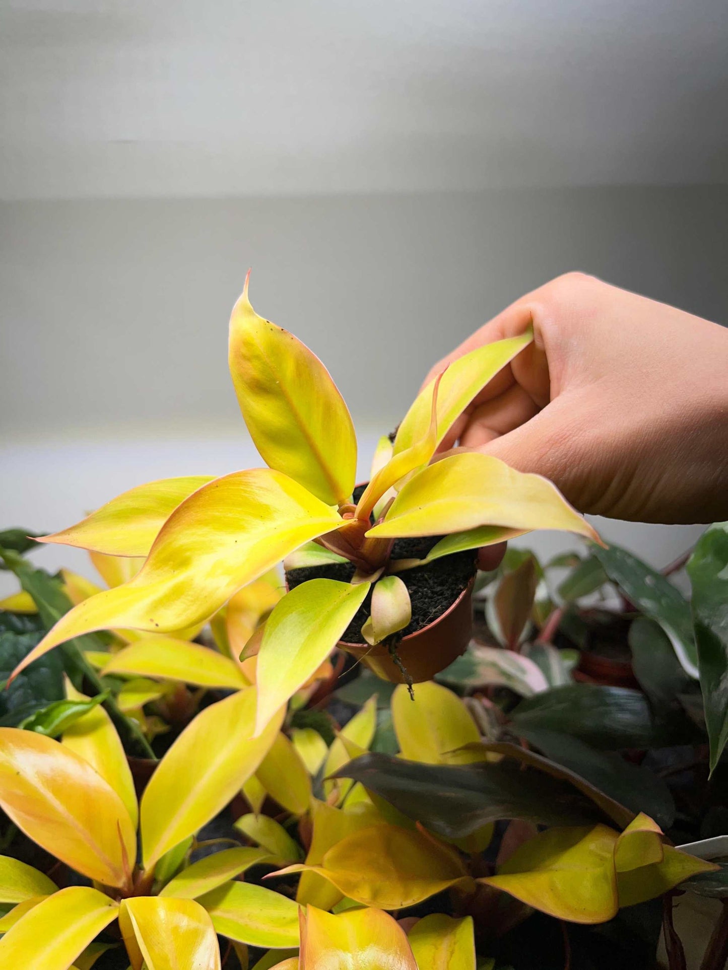 Philodendron erubescens 'Prince Of Orange'