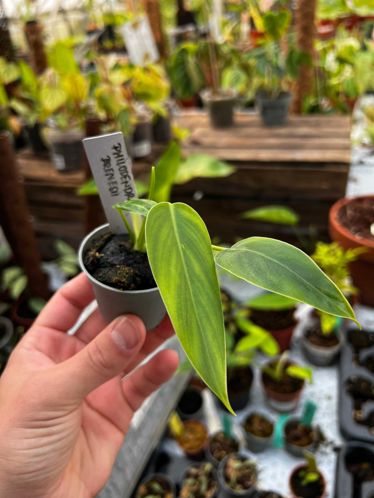 Philodendron brenesii