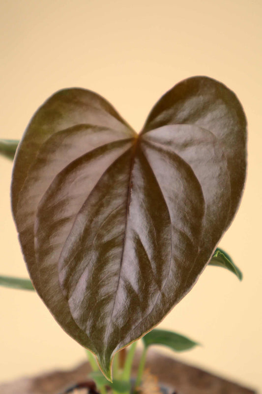 Anthurium chamberlainii