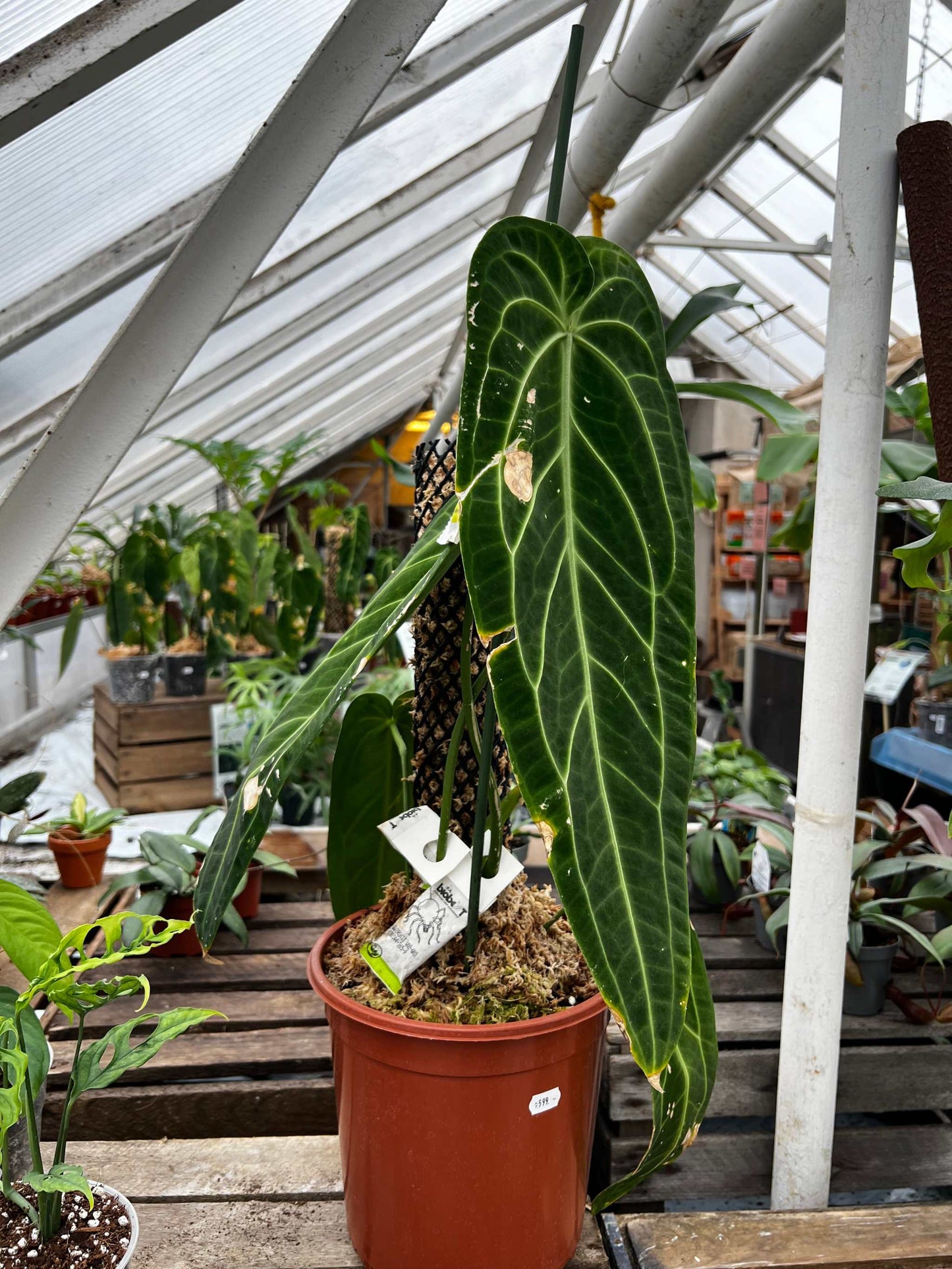 Anthurium warocqueanum