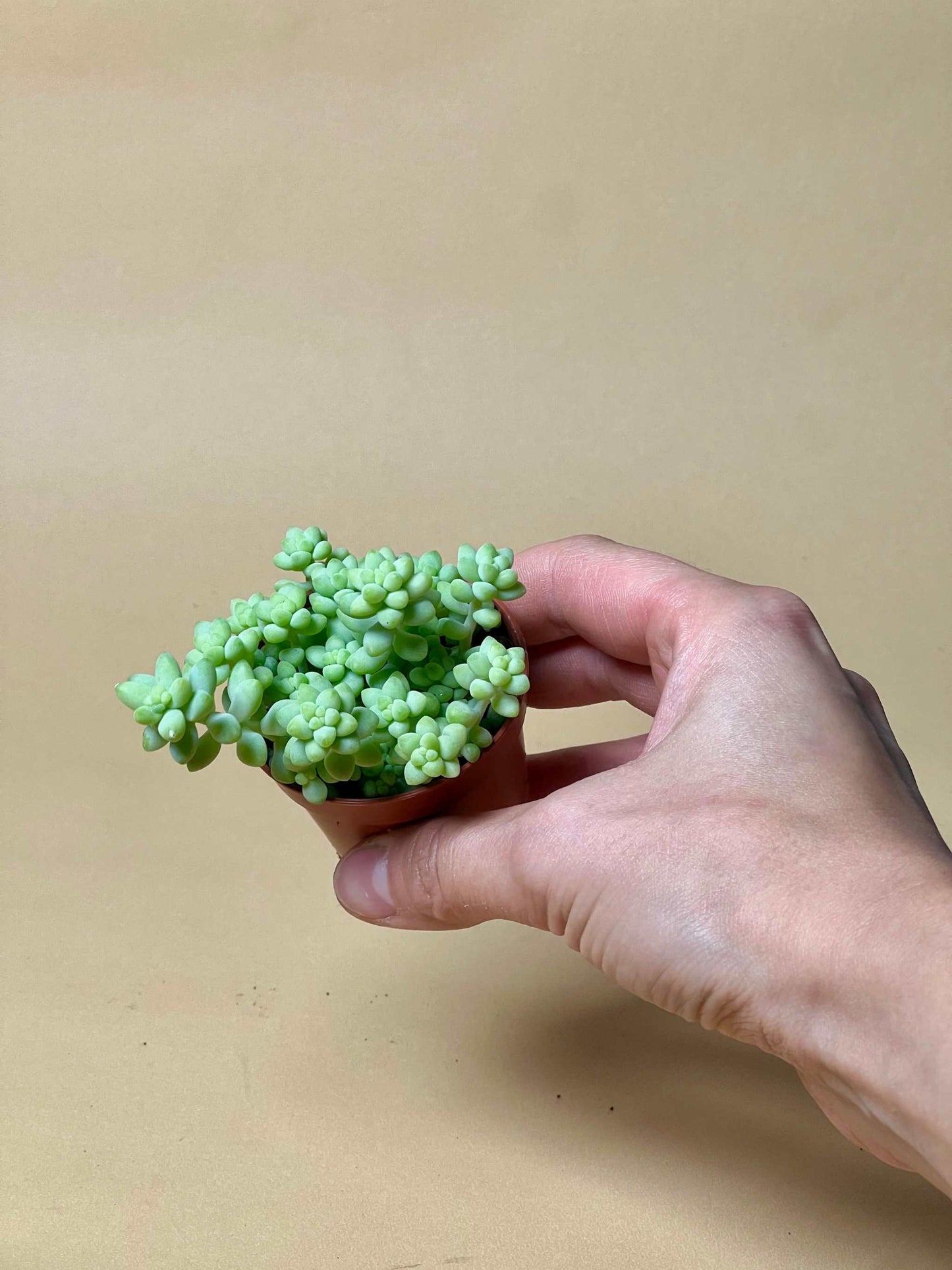 Sedum morganianum 'Burrito/Burros Schwanz'