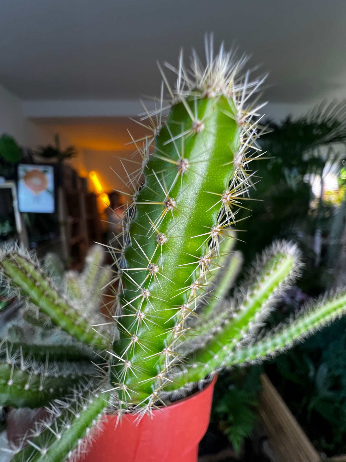 Selenicereus grandiflorus 'Königin der Nacht'