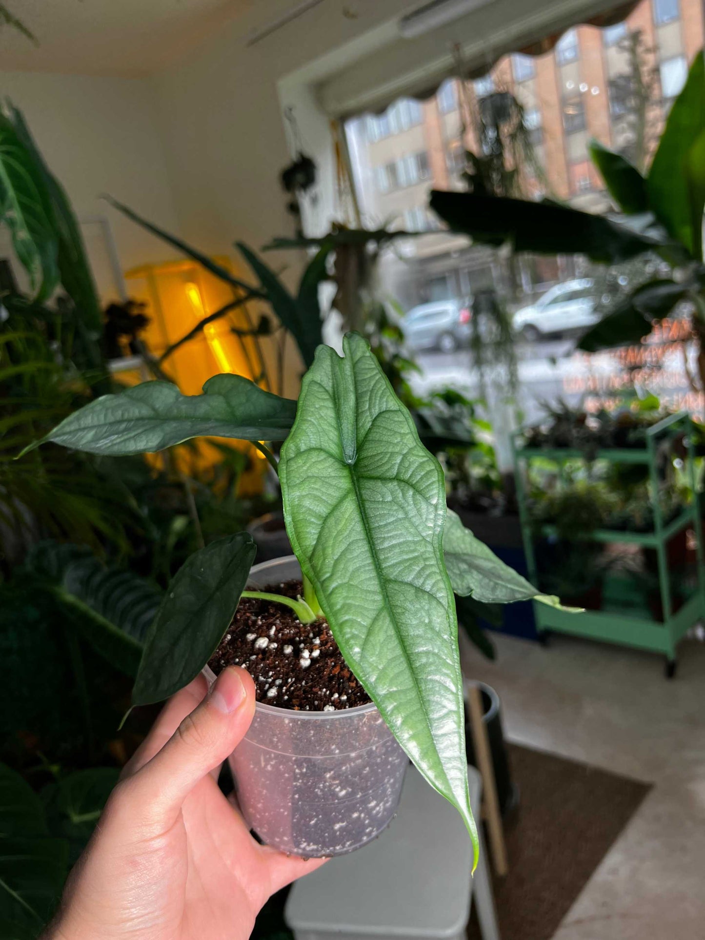 Alocasia Heterophylla 'Dragons breath'
