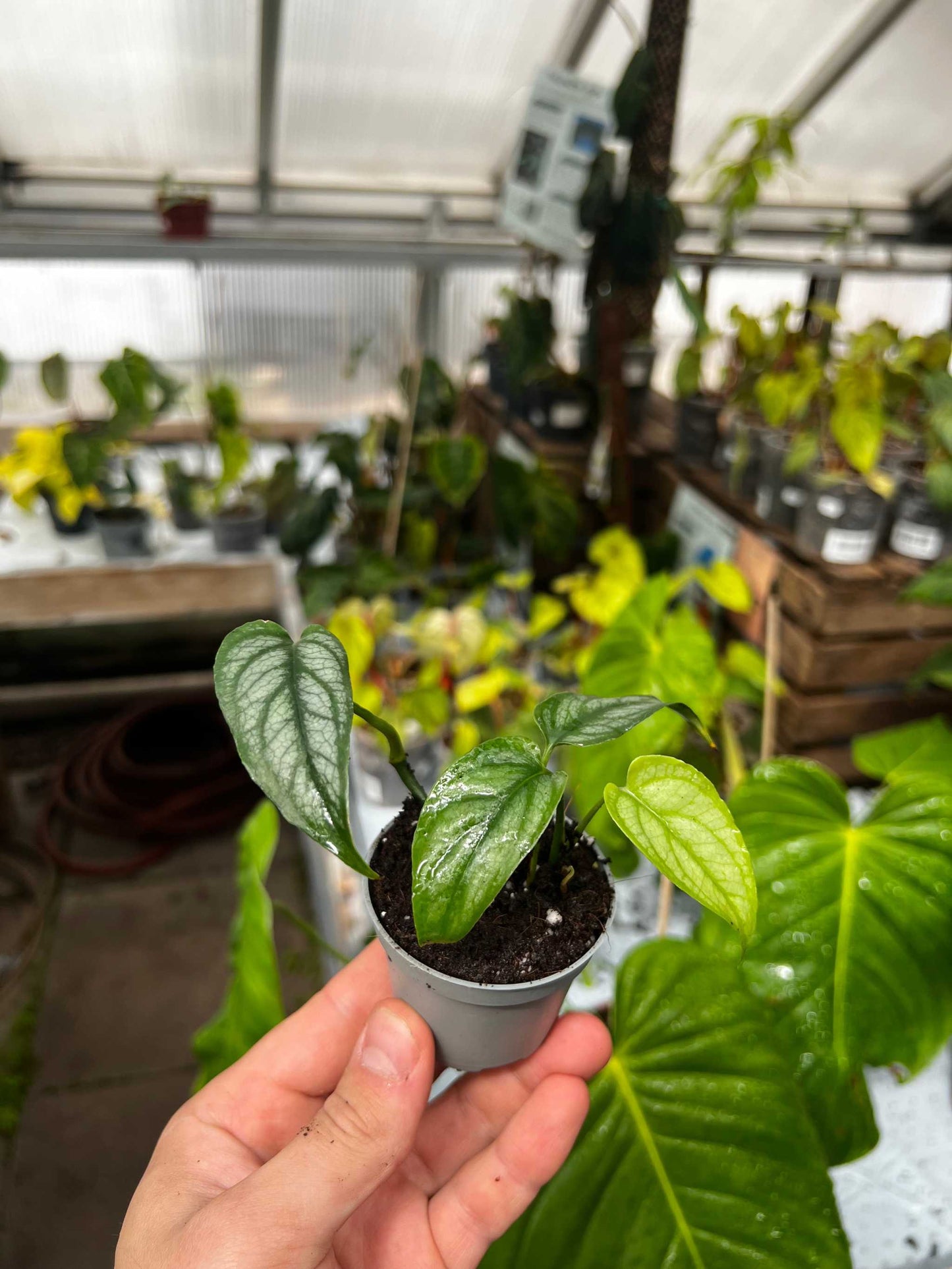 Monstera siltepecana