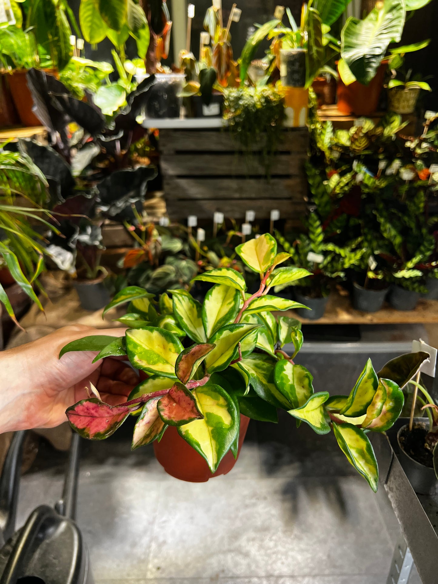 Hoya carnosa 'Tricolor'