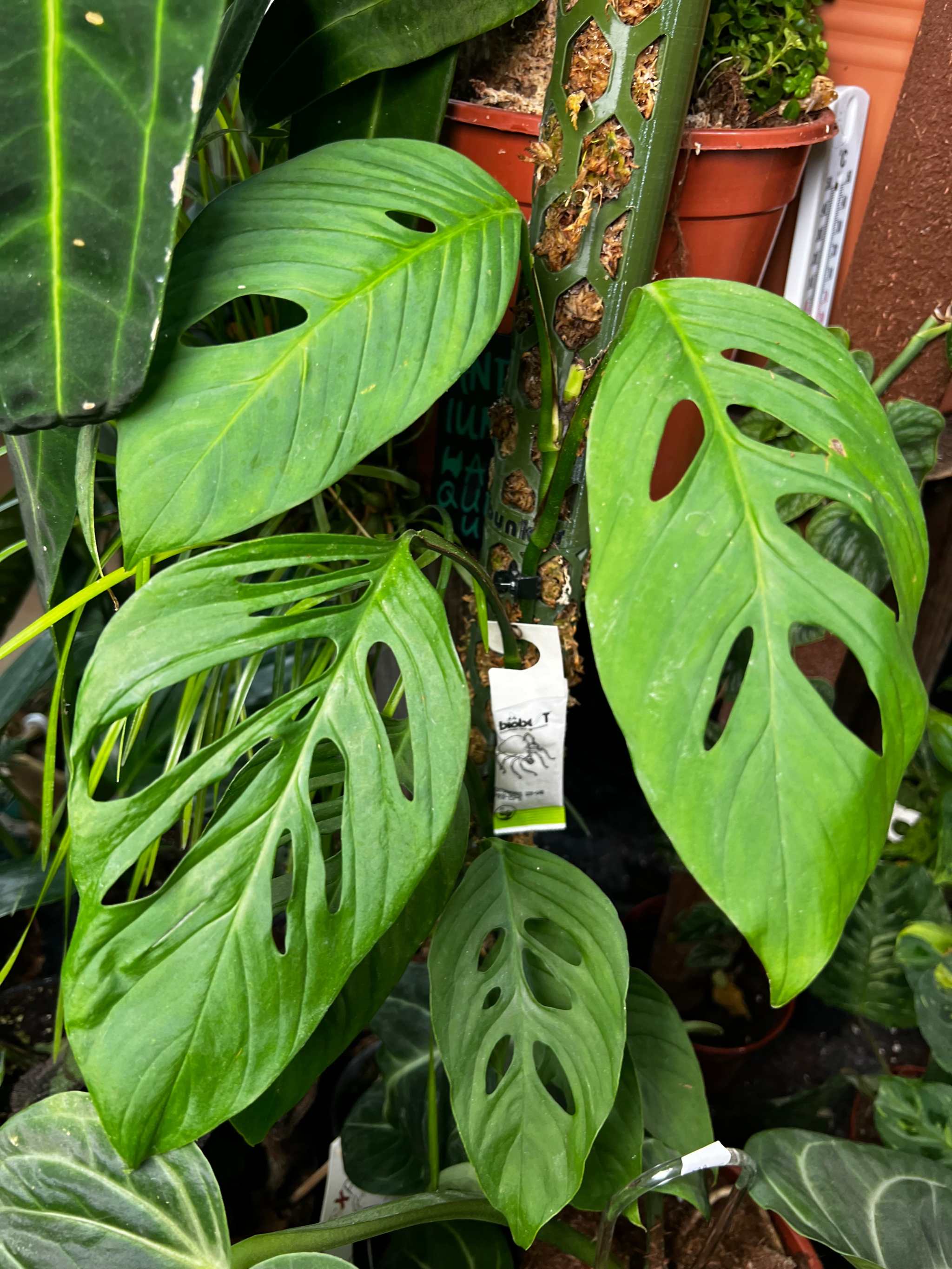 Buy Monstera xanthospatha | Rare Plants Online  Ormbunker