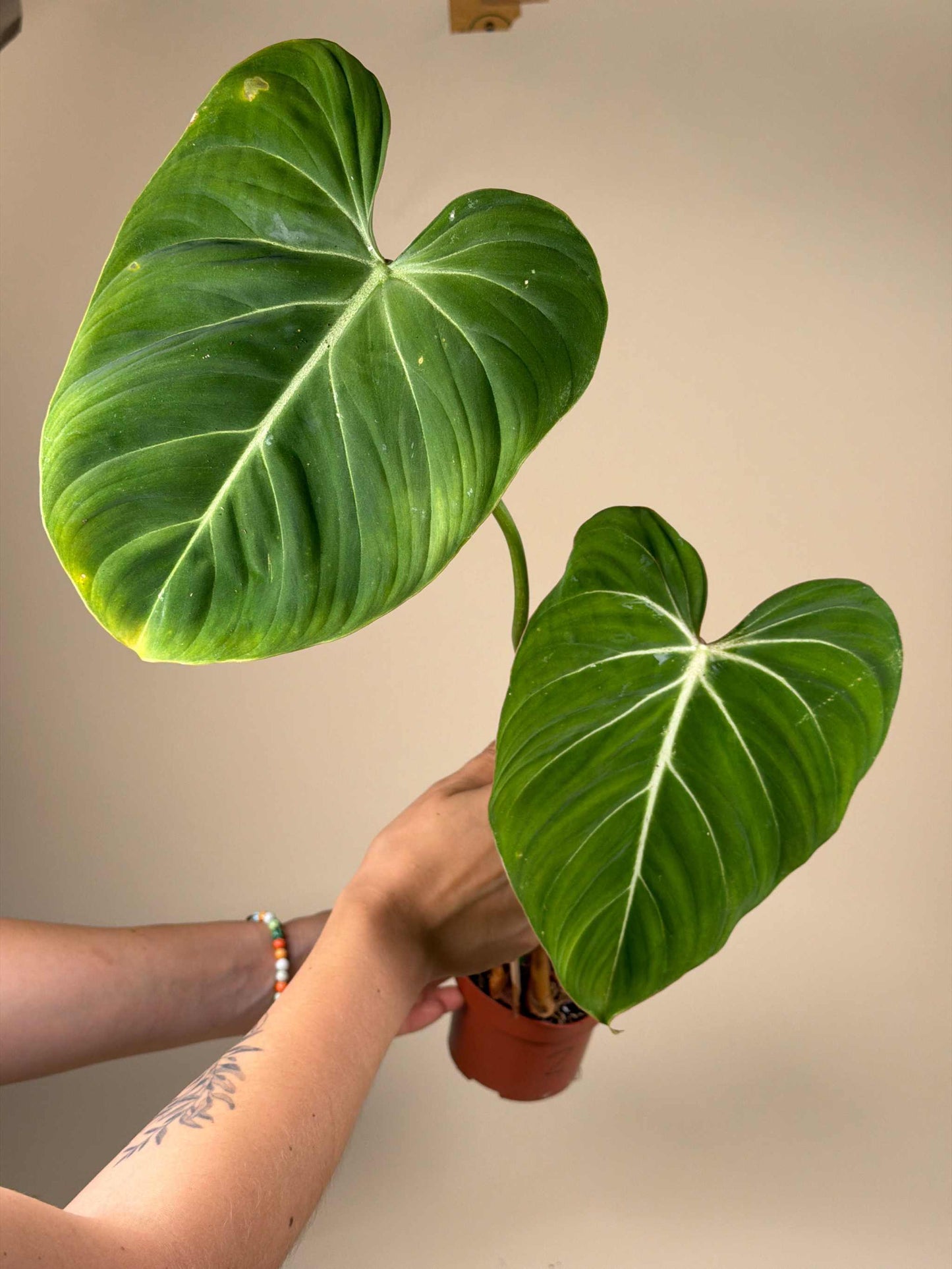Philodendron gloriosum