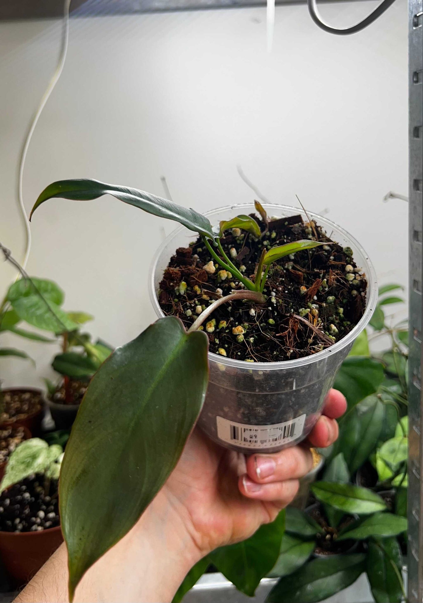 Philodendron atabapoense