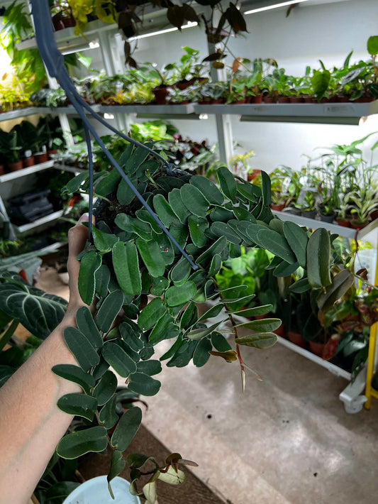 Marcgravia umbellata