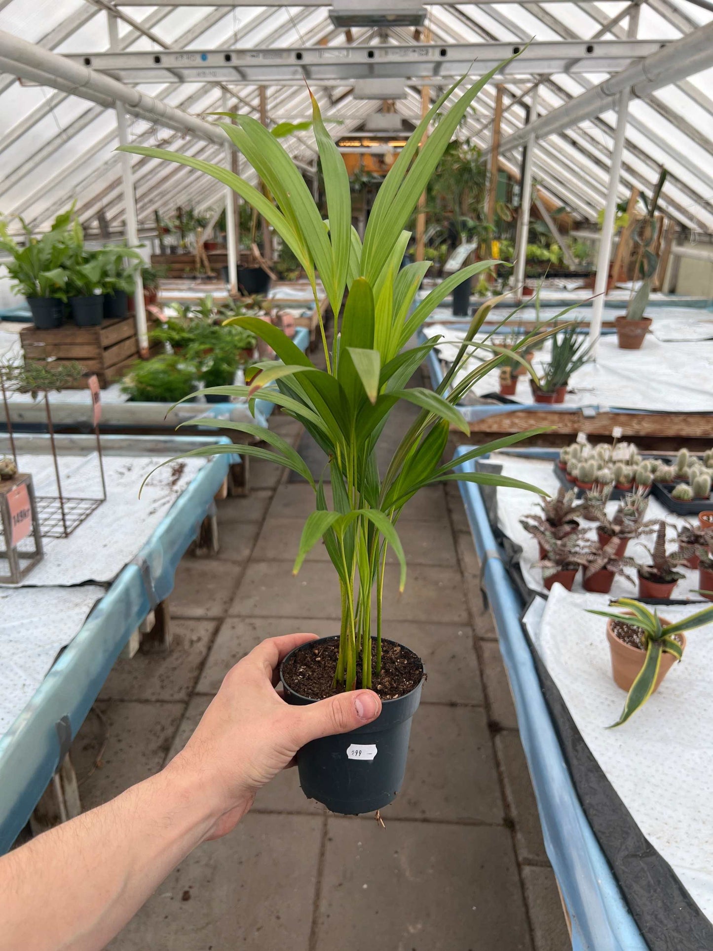 Dypsis lutescens 'Guldpalm'
