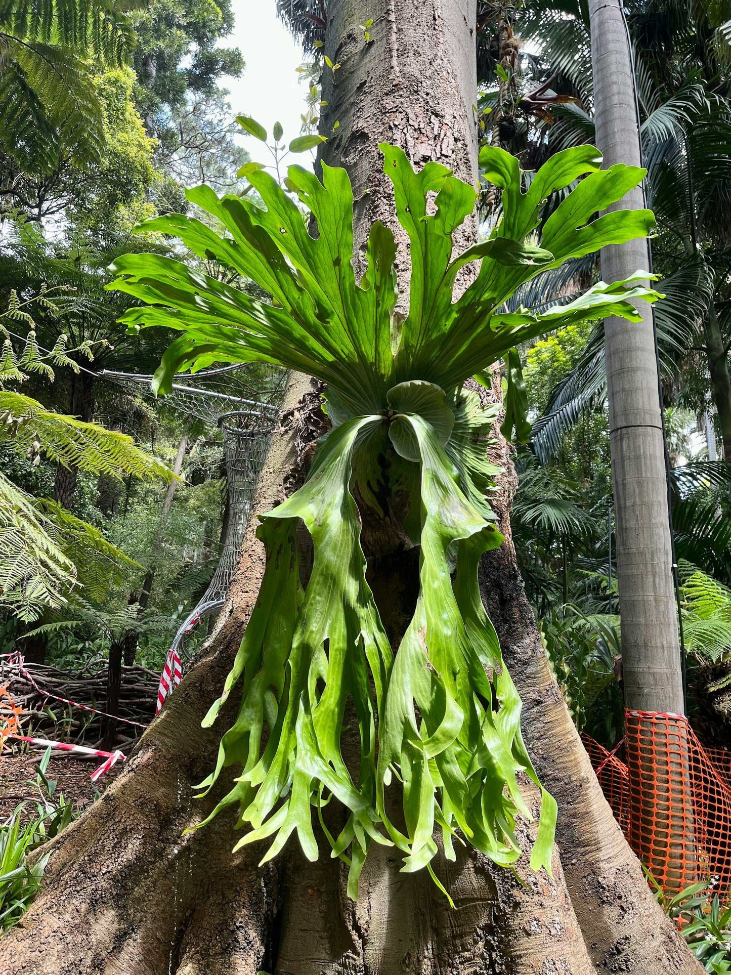 Platycerium bifurcatum | Älghornsbräken