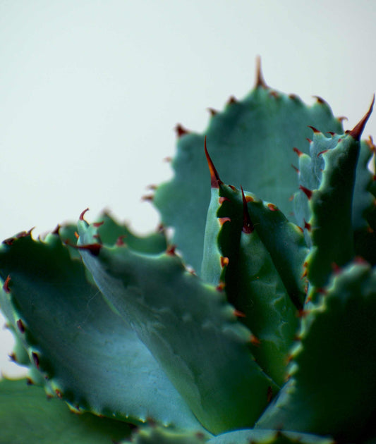 Agave potatorum (Tequila mezcal Agave)