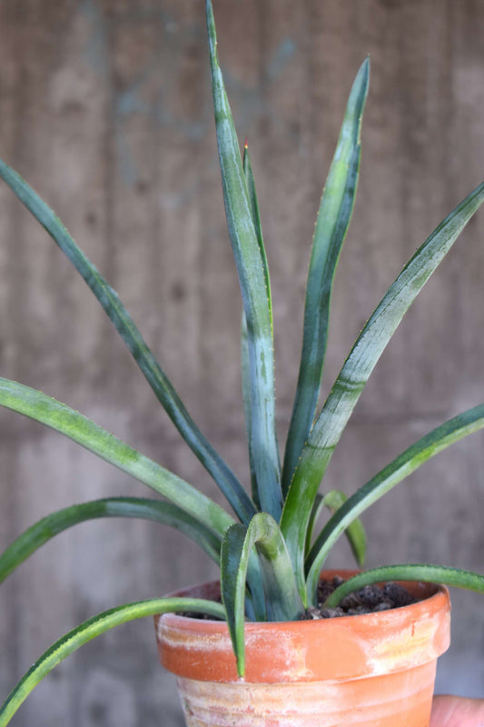 Tequila-Agave 'Agave Tequilana'