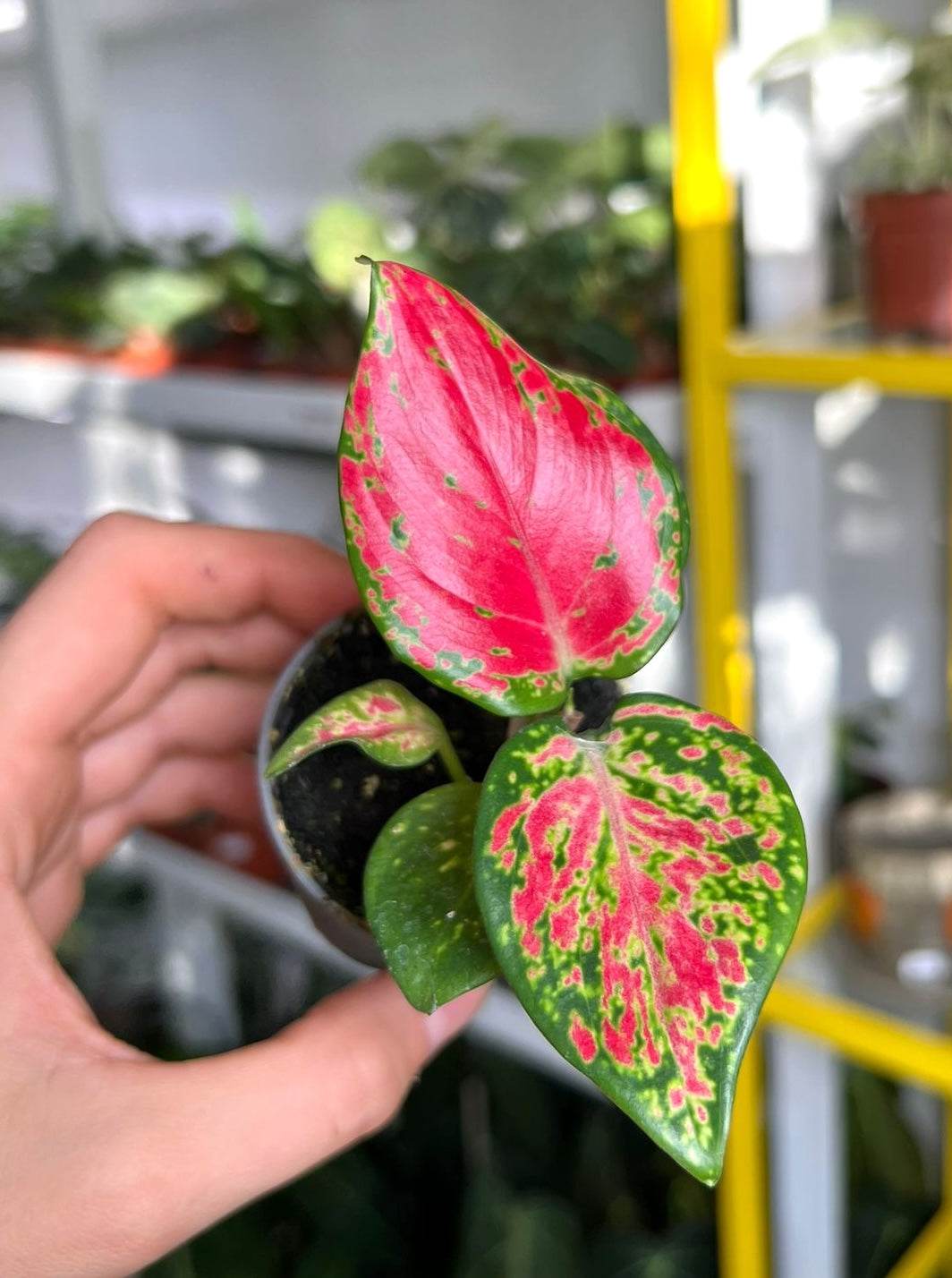 Aglaonema 'Pink Valentine'