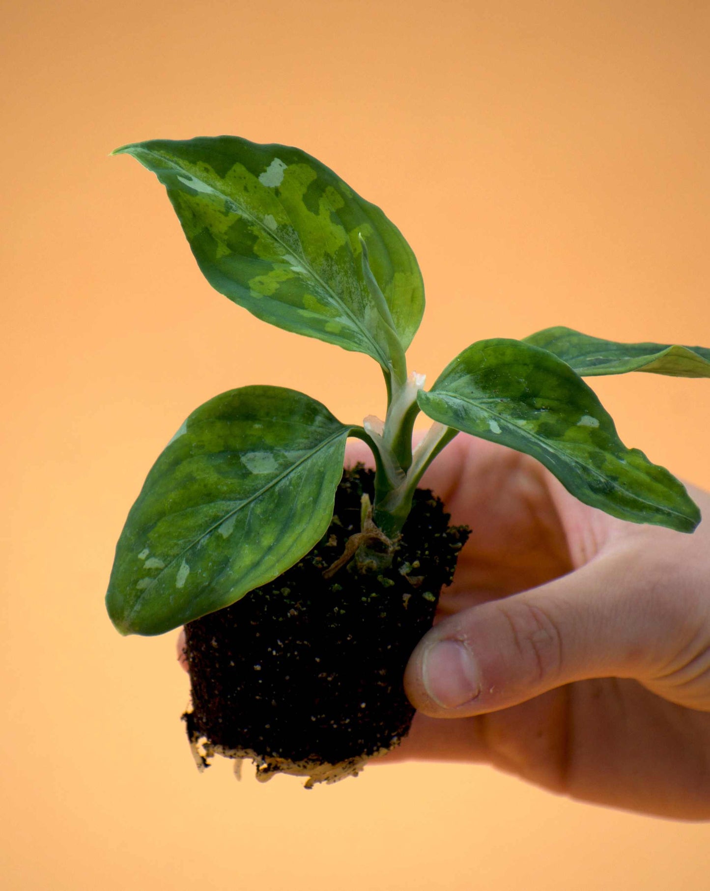 Aglaonema pictum tricolor