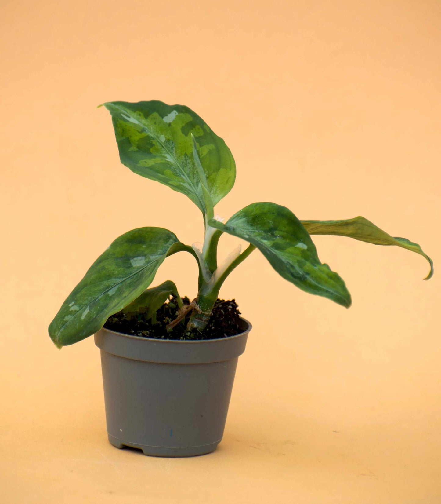 Aglaonema pictum tricolor
