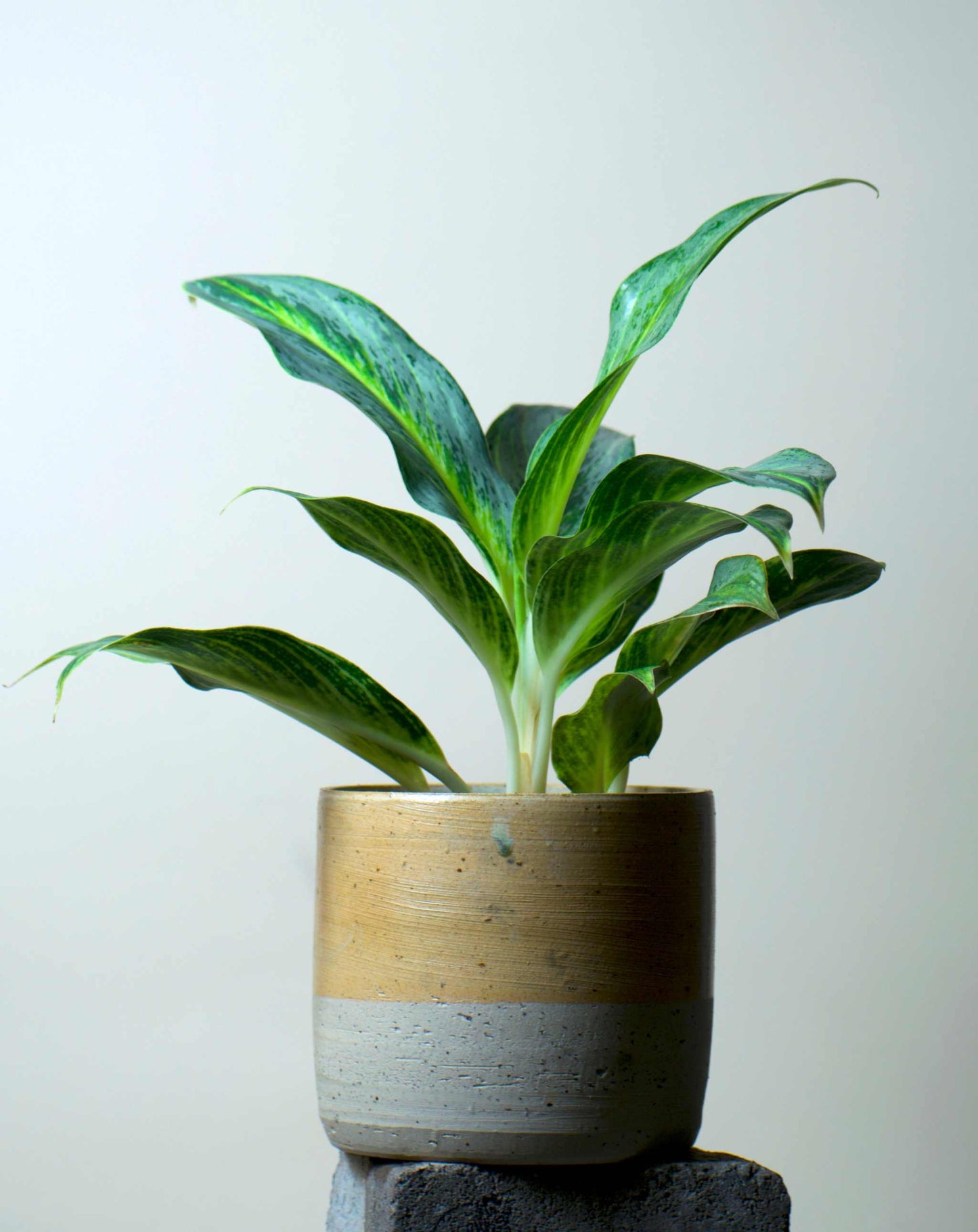 Aglaonema 'Emerald Stone'
