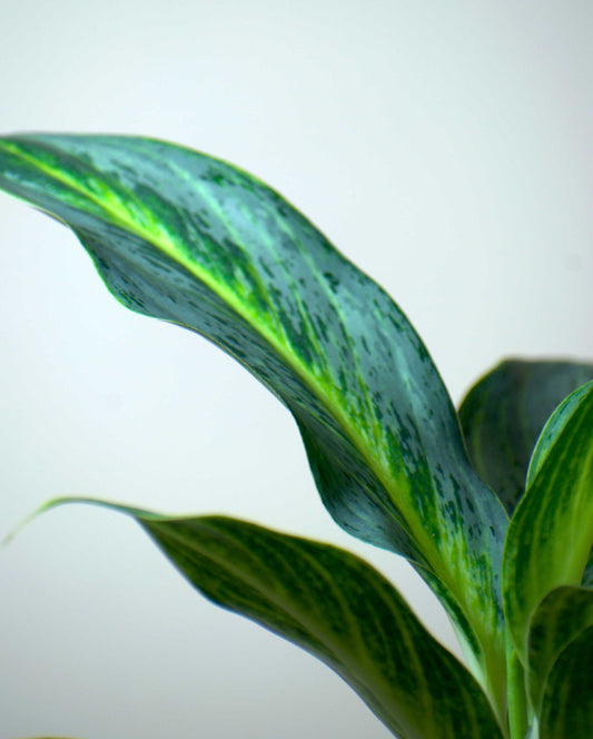 Aglaonema 'Emerald Stone'