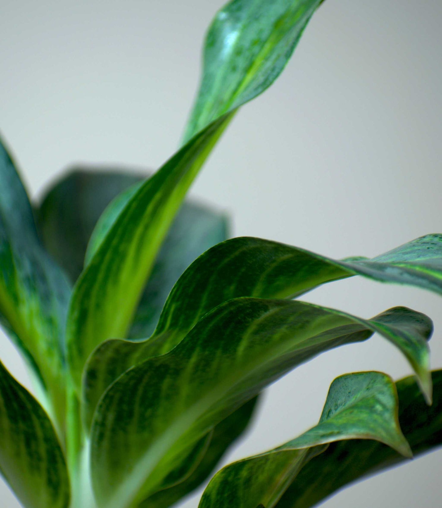 Aglaonema 'Emerald Stone'