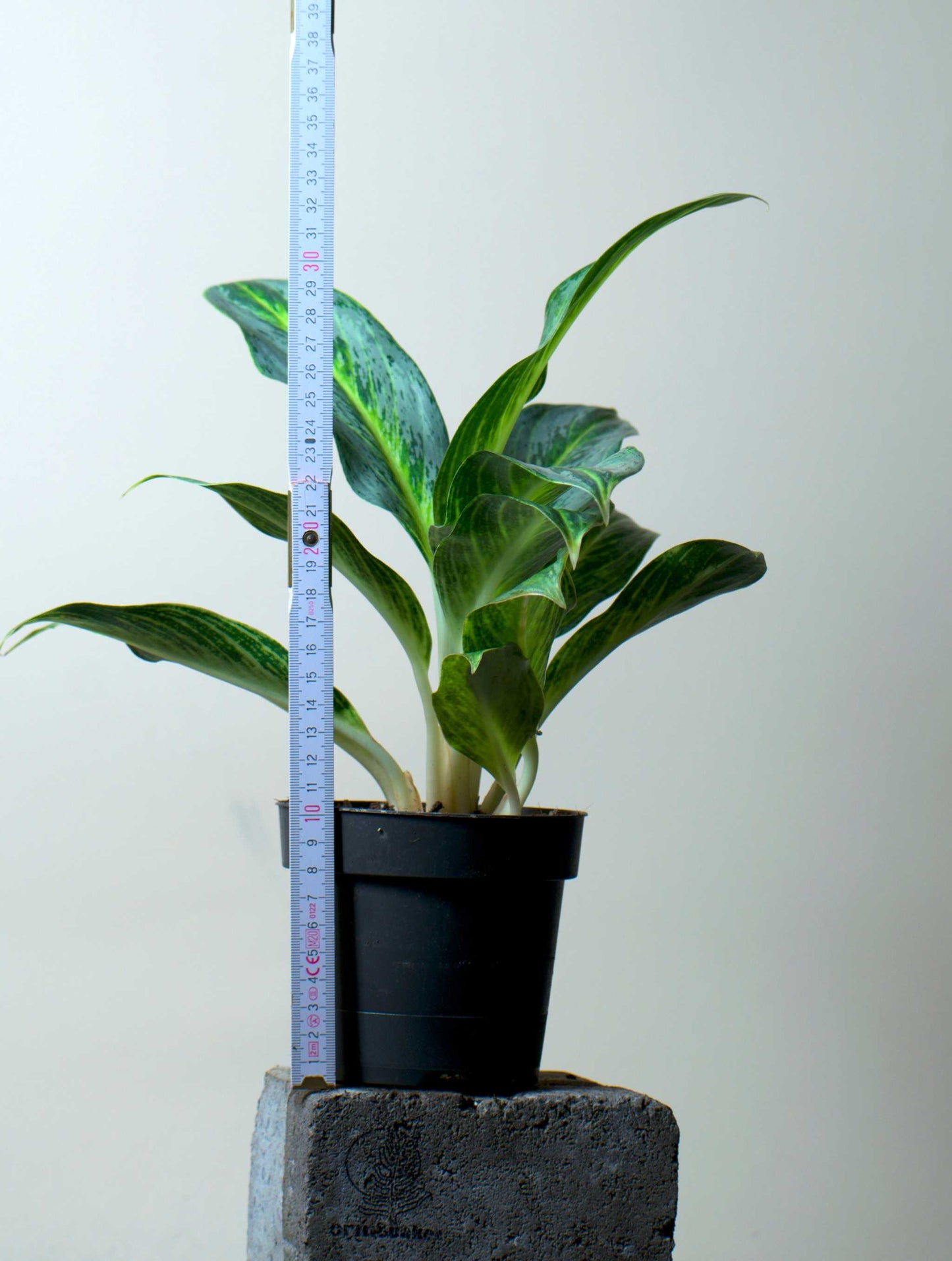 Aglaonema 'Emerald Stone'