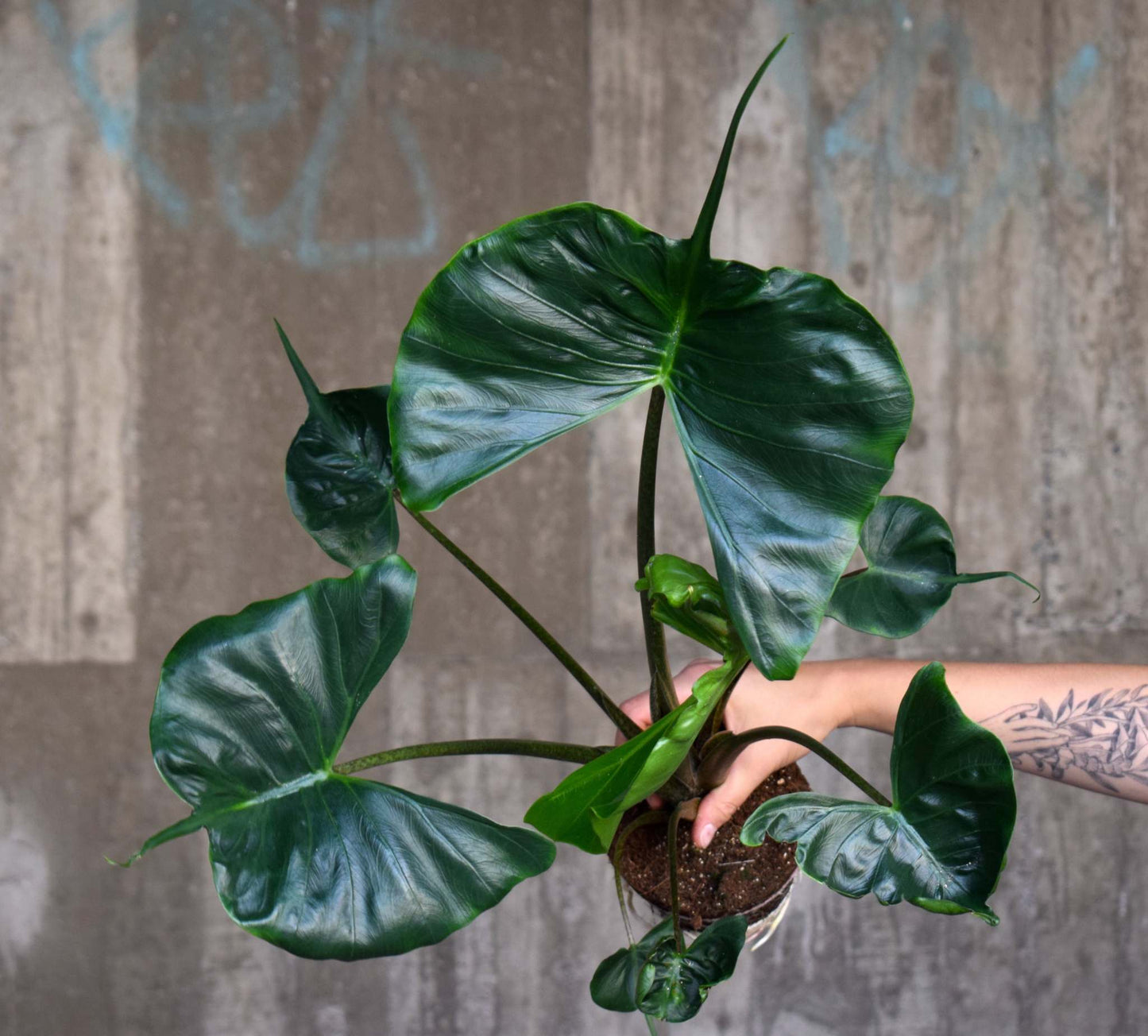 Alocasia macrorrhiza 'Stingray'