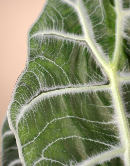 Alocasia Watsoniana Lightning