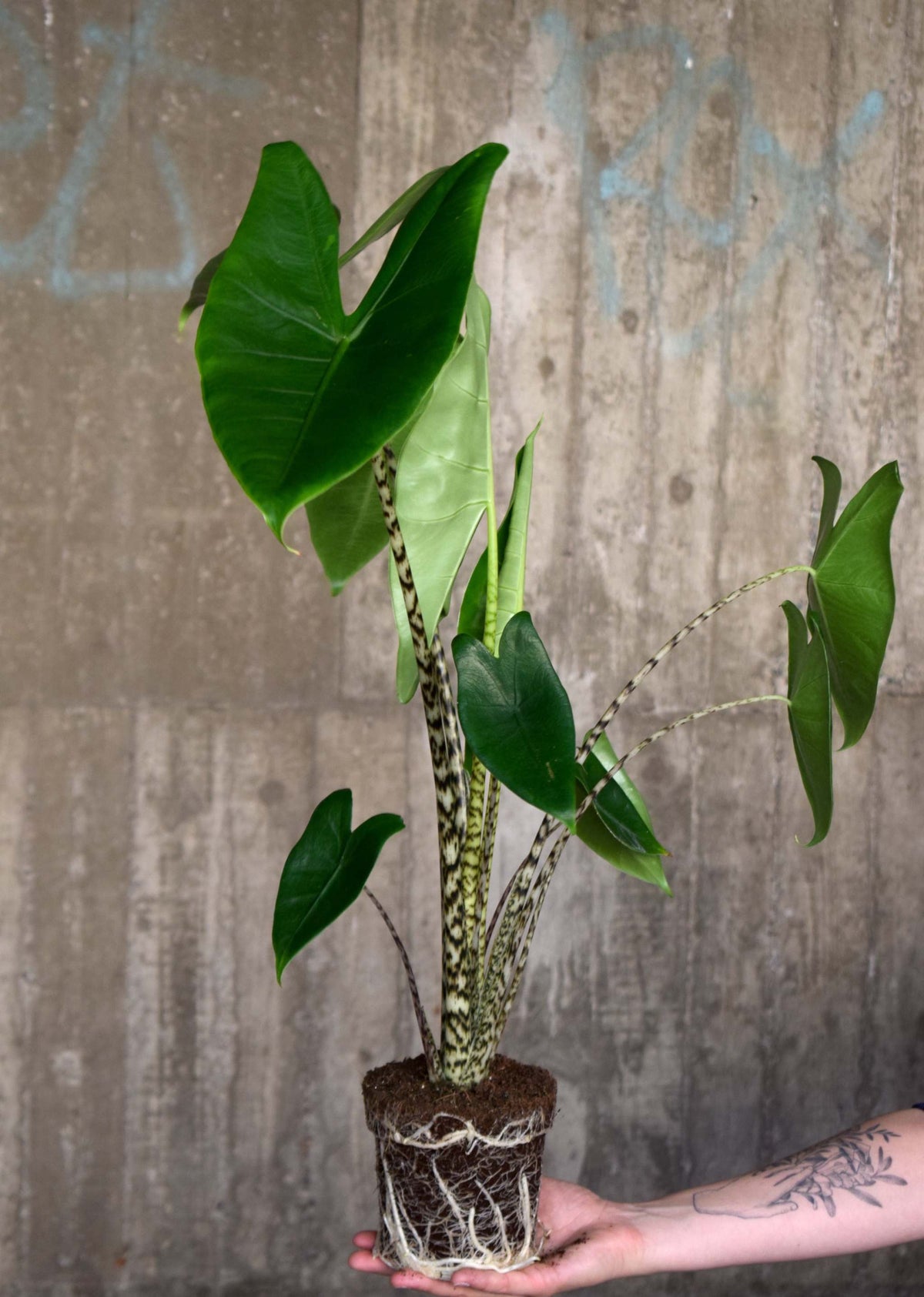 Alocasia Zebrina