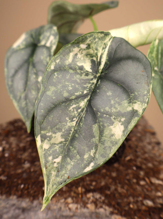 Alocasia 'Silver Dragon' Variegata