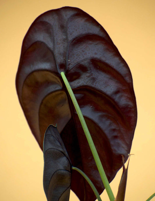 Alocasia cuprea 'kopparsköld'