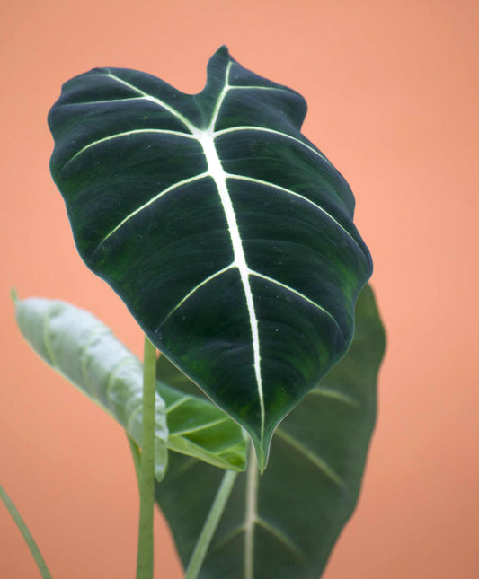 Alocasia micholitziana 'Frydek'