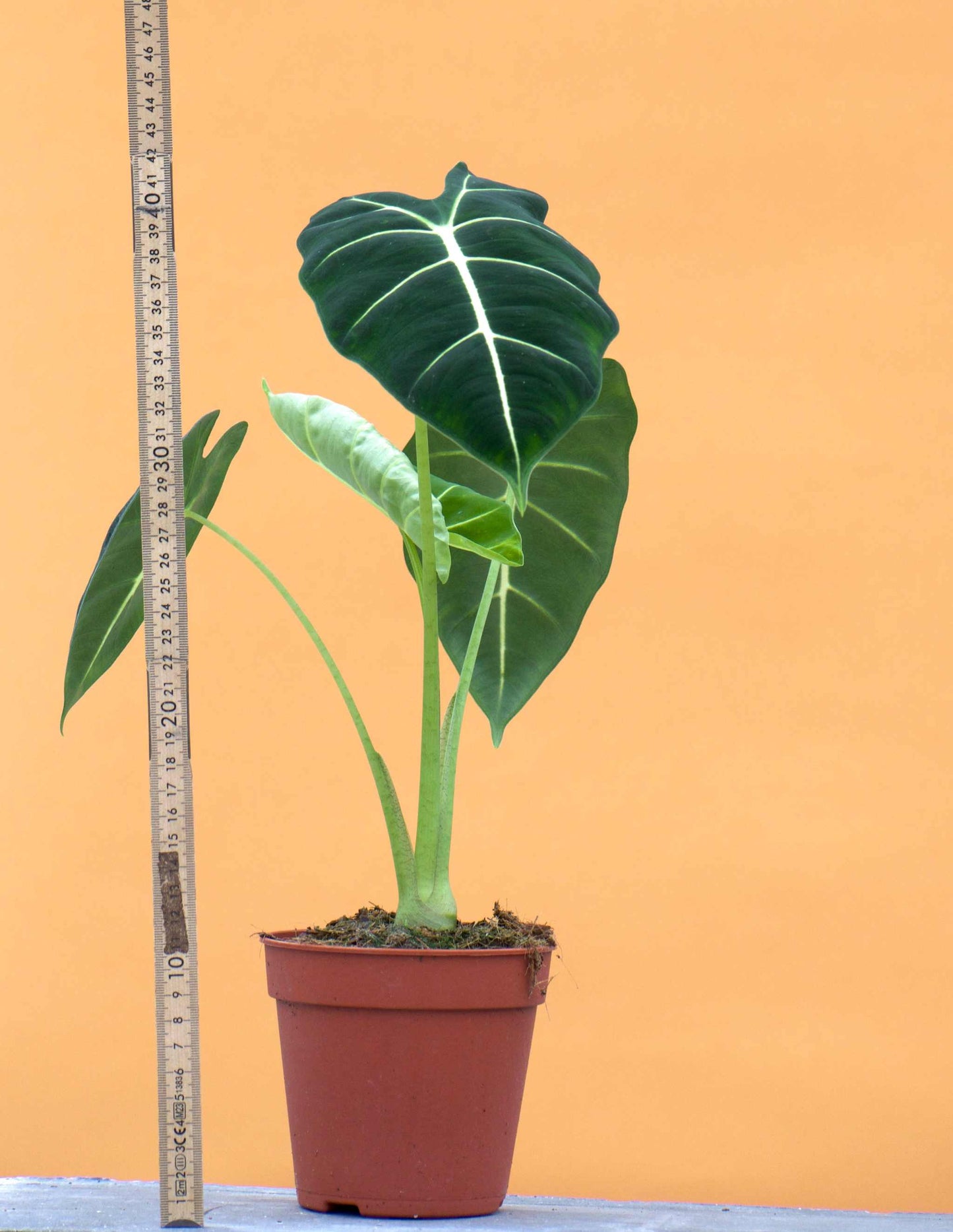 Alocasia micholitziana 'Frydek' stor storlek