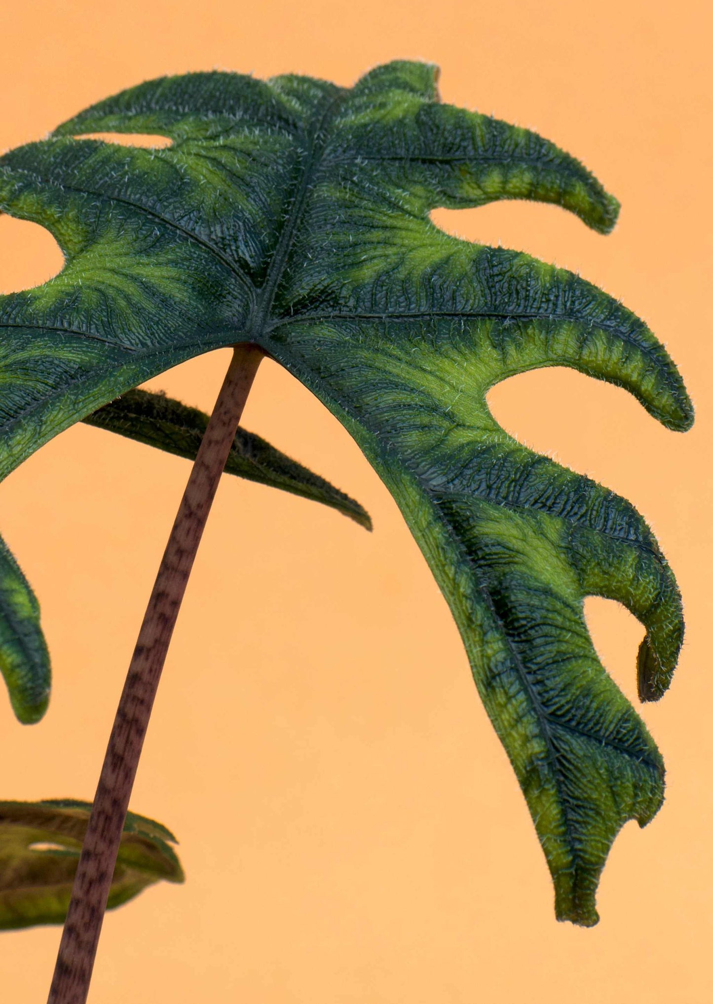 Alocasia tandurusa ´jacklyn'