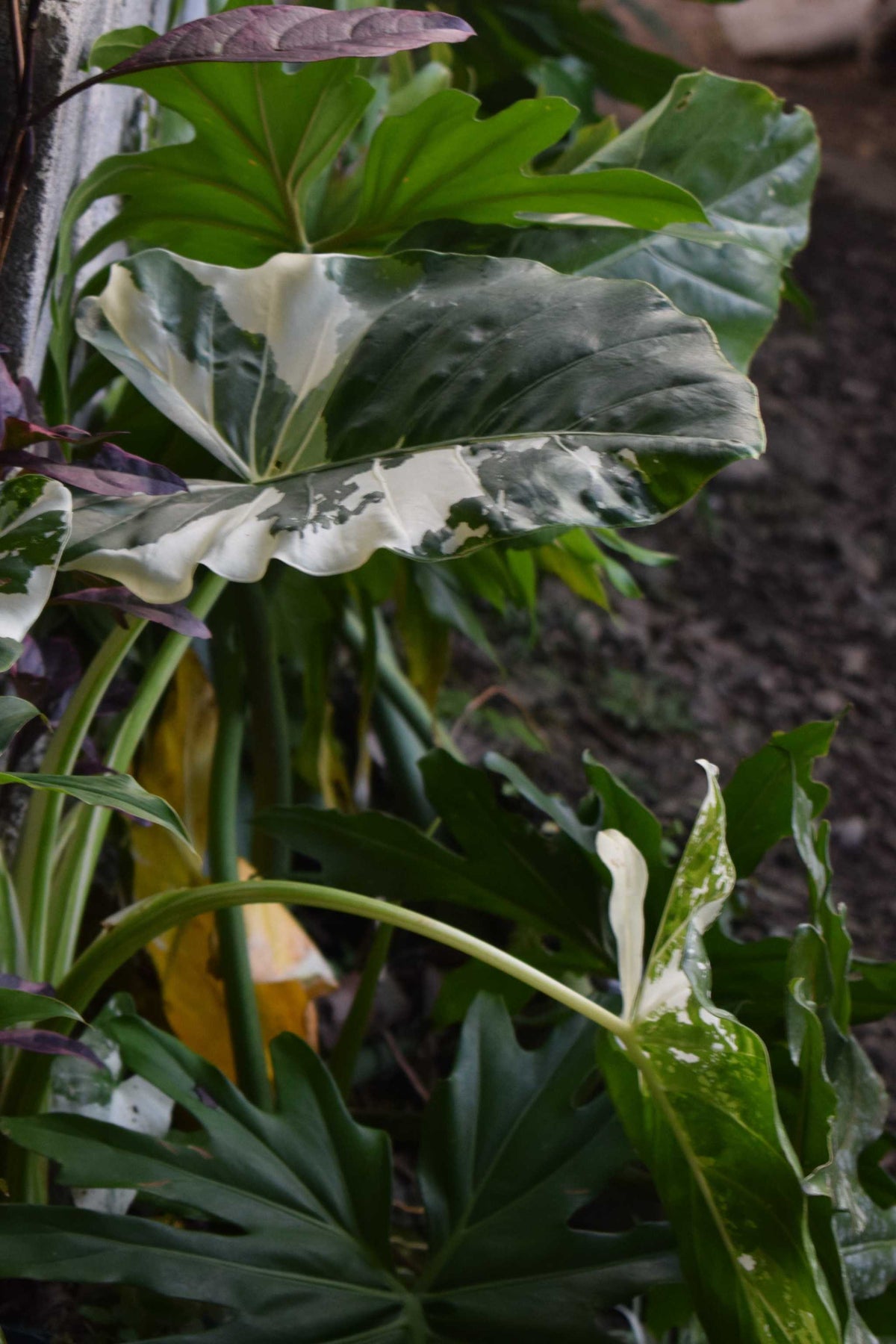 Alocasia macrorrhiza albo