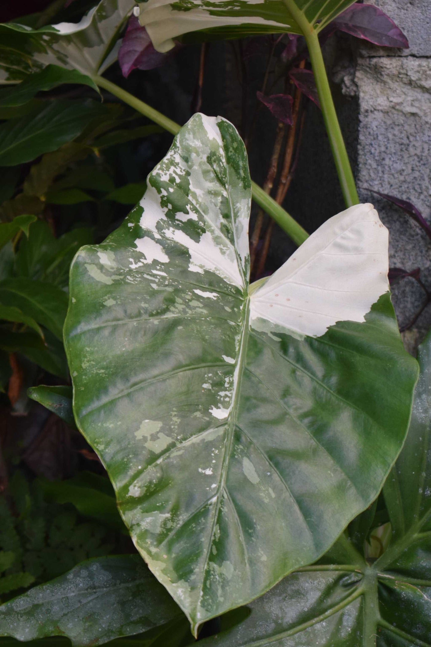 Alocasia macrorrhiza albo variegata